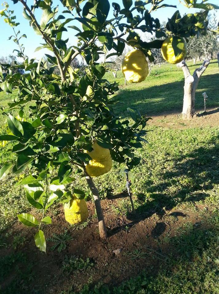 Ktima Anastasia Nauplion Exterior foto